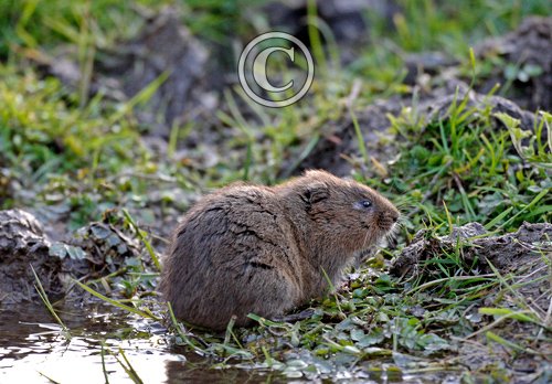 Water Vole DMO605